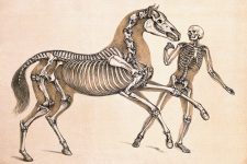 Skeleton Drawings 1 - Man and Horse