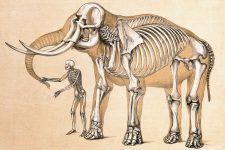 Skeleton Drawings 2 - Man and Elephant