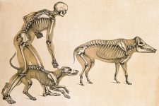 Skeleton Drawings 3 -Man with Dog and Boar