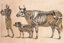 Skeleton Drawings 4- Man with Ram and Cow