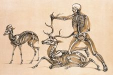 Skeleton Drawings 6 - Man with Antelope