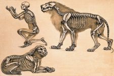 Skeleton Drawings 7 - Man with Lions