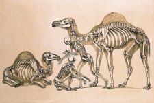 Skeleton Drawings 8- Man with Camels