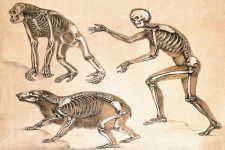 Skeleton Drawings 9 - Man with Ape and Bear