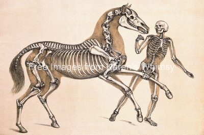 Skeleton Drawings 1 - Man and Horse