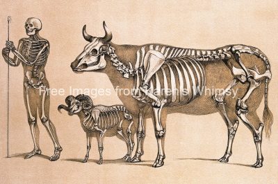 Skeleton Drawings 4- Man with Ram and Cow