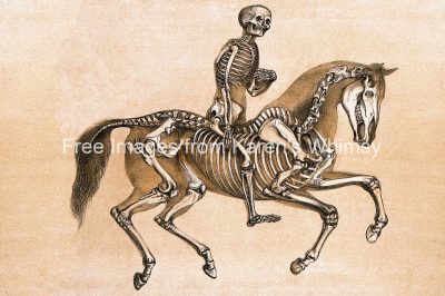 Skeleton Drawings 5 - Man Riding Horse