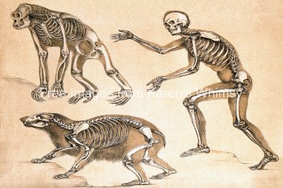 Skeleton Drawings 9 - Man with Ape and Bear