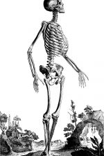 Drawings of a Skeleton 11