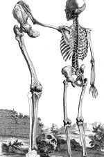 Drawings of a Skeleton 16