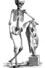 Drawings of a Skeleton 17