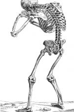 Drawings of a Skeleton 18