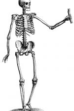 Drawings of a Skeleton 19