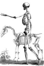 Drawings Of A Skeleton 21