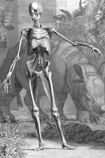Drawings of a Skeleton 4