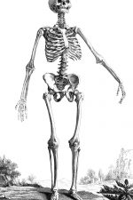 Drawings of a Skeleton 7