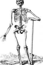 Drawings of a Skeleton 9