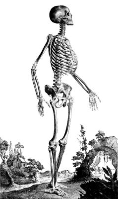 Drawings of a Skeleton 11