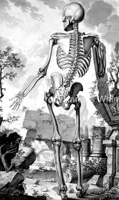 Drawings of a Skeleton 13