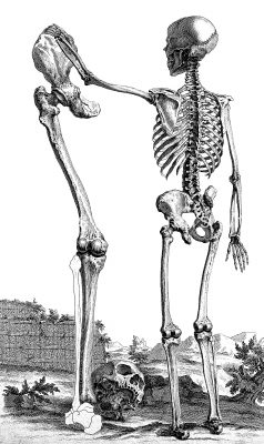 Drawings of a Skeleton 16
