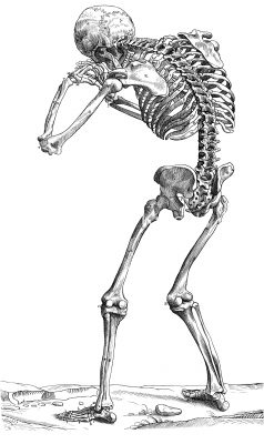 Drawings of a Skeleton 18