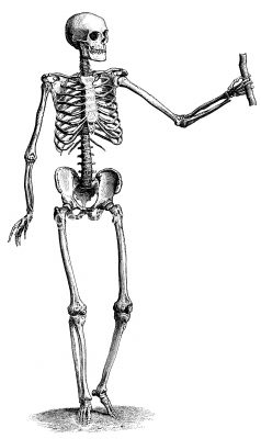 Drawings of a Skeleton 19