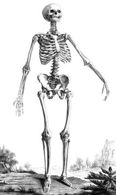 Drawings of a Skeleton 7