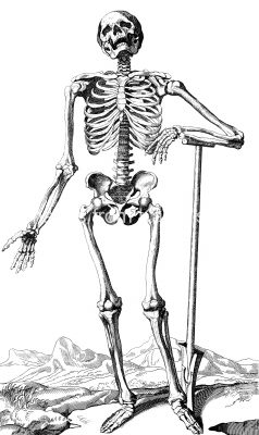 Drawings of a Skeleton 9