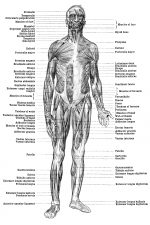 Muscular Human Anatomy 1 - Front View