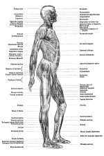 Muscular Human Anatomy 2 - Lateral View