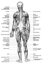 Muscular Human Anatomy 3 - Back View
