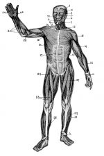 Muscular Human Anatomy 5 - Muscular System