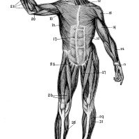 Muscular Human Anatomy