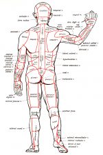 Muscular Human Anatomy 6 - Back View