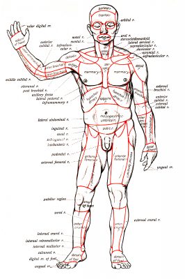 Muscular Human Anatomy 4 - Front View