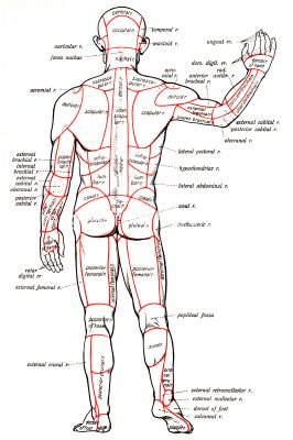 Muscular Human Anatomy 6 - Back View
