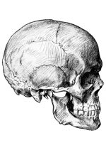 Drawings of a Skull 1