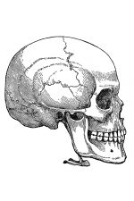 Drawings Of A Skull 10