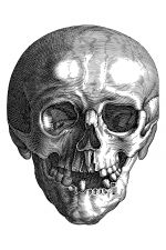 Drawings Of A Skull 15