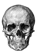 Drawings of a Skull 2