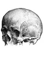 Drawings Of A Skull 3