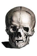 Drawings Of A Skull 4