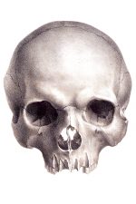 Drawings Of A Skull 9