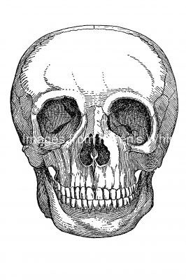 Drawings Of A Skull 11