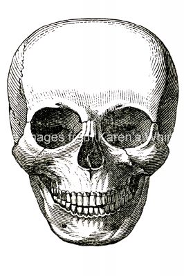 Drawings Of A Skull 13