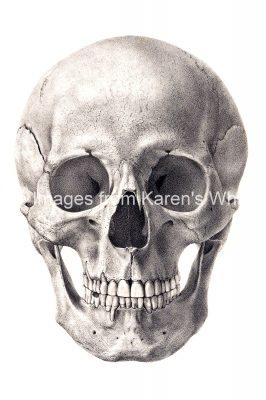 Drawings Of A Skull 7