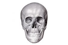 Anatomy Of A Human Skull 1