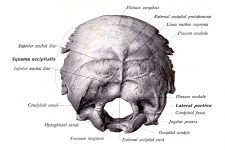 Anatomy Of A Human Skull 11