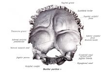 Anatomy Of A Human Skull 12