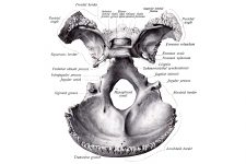 Anatomy Of A Human Skull 14